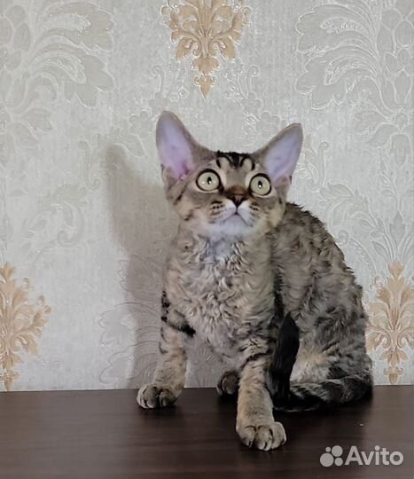 Котенок девочка Девон Рекс