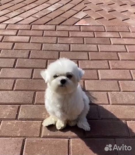 Вязка мальтез