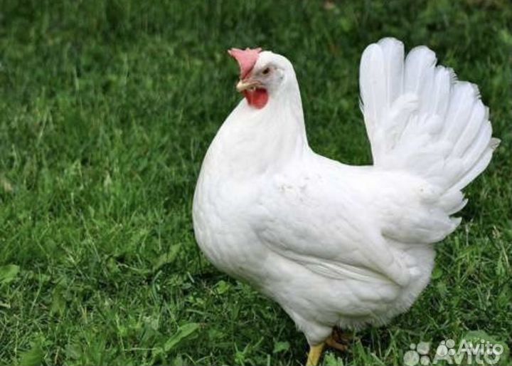 Куры несушки с доставкой на дом