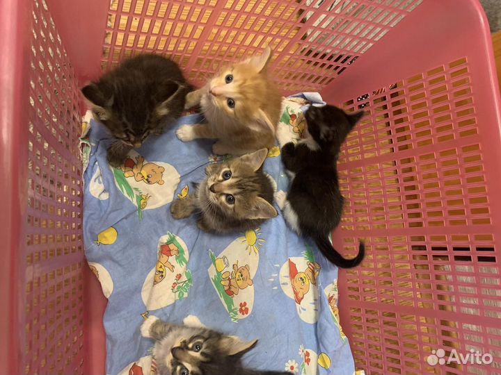 Котята в добрые руки