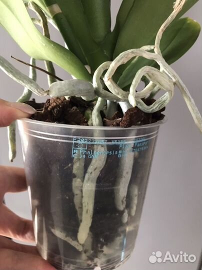 Орхидея фаленопсис