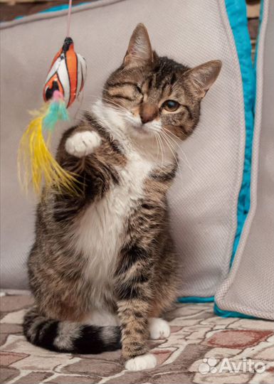 Кошечка Сочи ищет дом