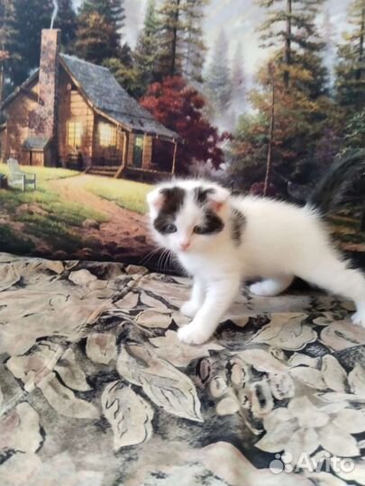 Котенок мальчик