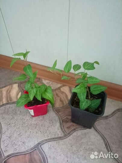 Хедера(плющ), пеперомии разные