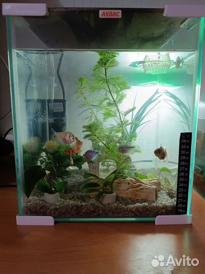 Аквариум