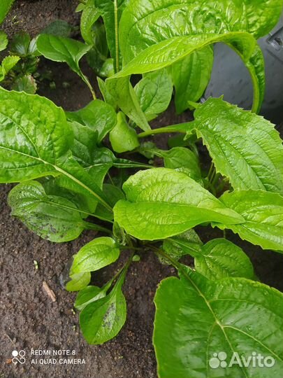 Эхинацея пурпурная