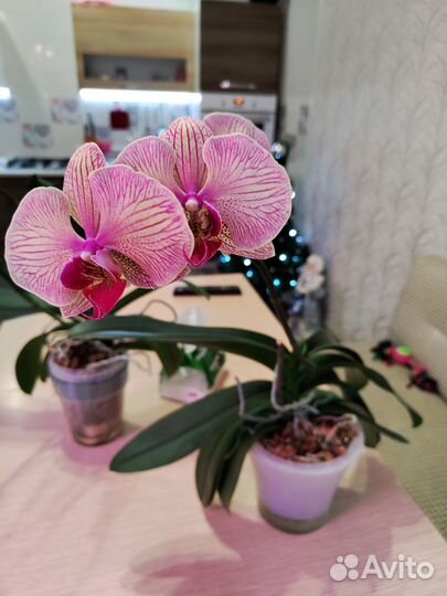 Орхидея фаленопсис