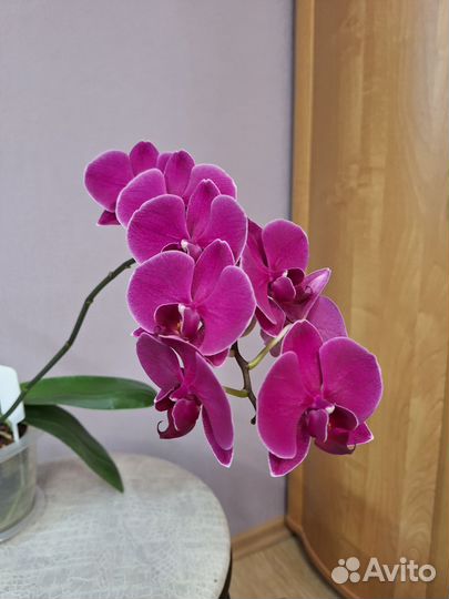 Орхидеи