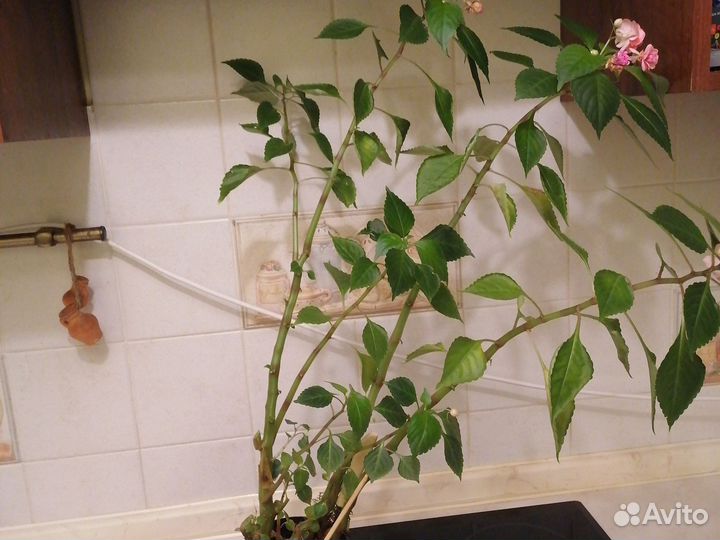 Бальзамин махровый