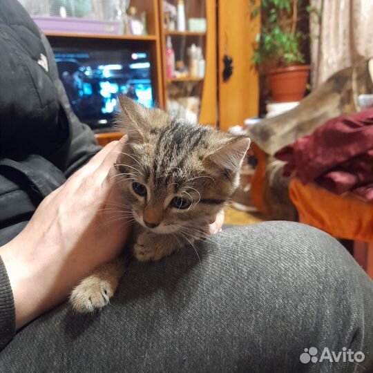 Кошка в дар