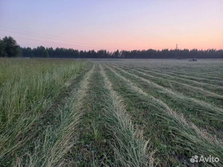 Сено в тюках