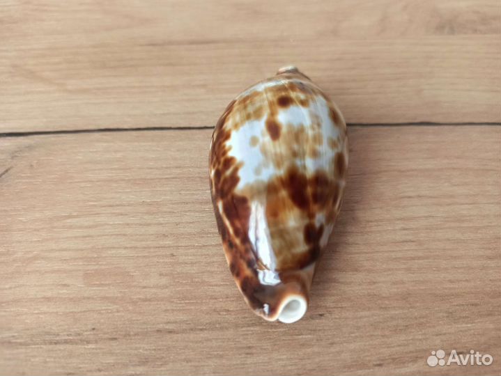 Морская раковина