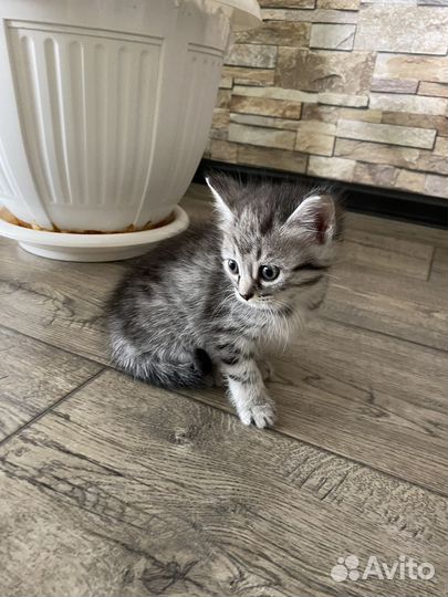 Котята ищут дом