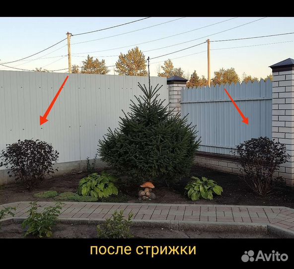 Пузыреплодник