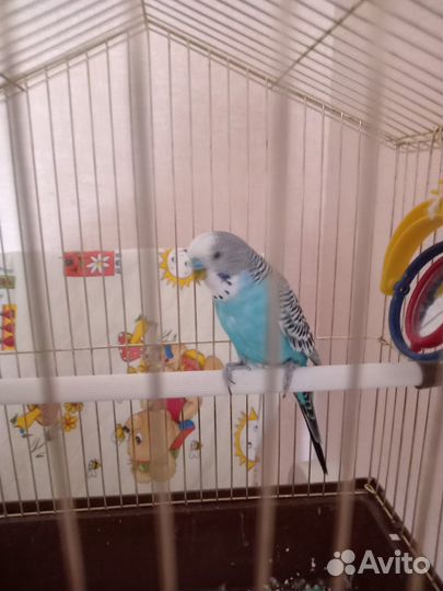 Волнистый попугай