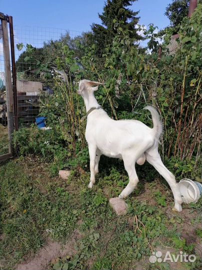 Козел Зааненский чистокровный