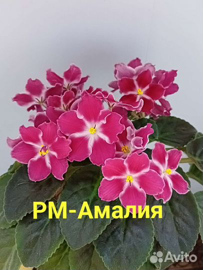 Лист фиалки, 10сортов