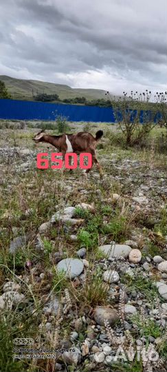 Нубийские козы