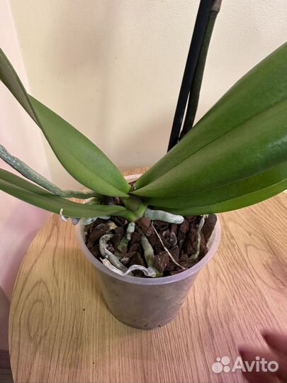 Орхидея фаленопсис биг лип,d12h65