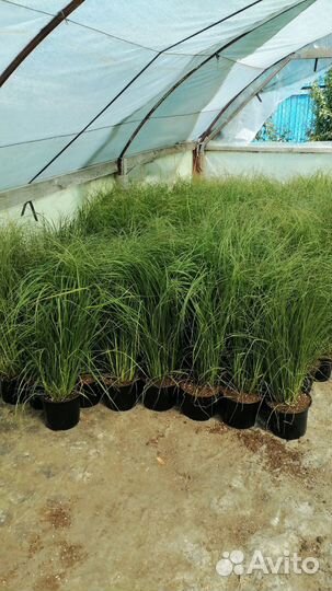 Цмин Пинесетум