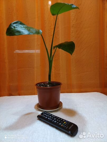 Комнатные растения(хлорофитум, рео, дифенбахия )