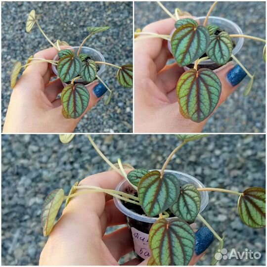 Комнатные растения