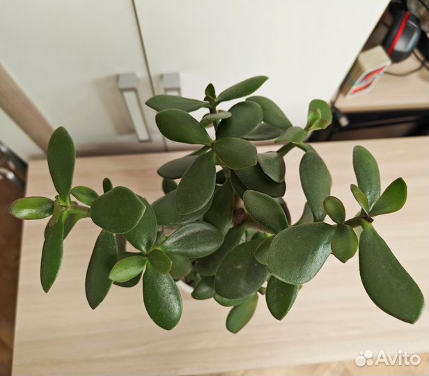 Красаула, Толстянка, Денежное дерево