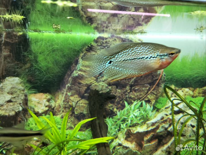 Скалярия и пара гурами жемчужных