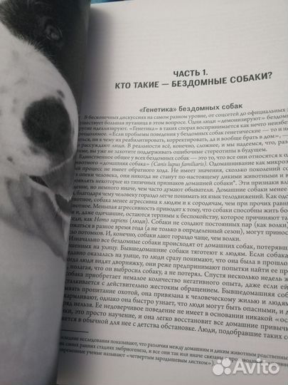 Новая жизнь бездомной собаки