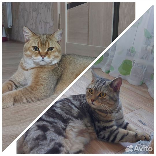 Британский кот