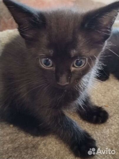 Котята шоколадного окраса