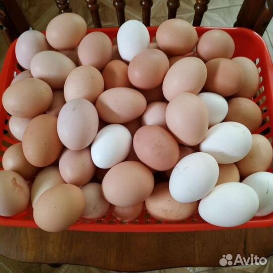 Домашние куриные яйца