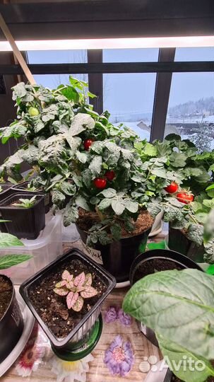 Рассада помидор. Байкальчики