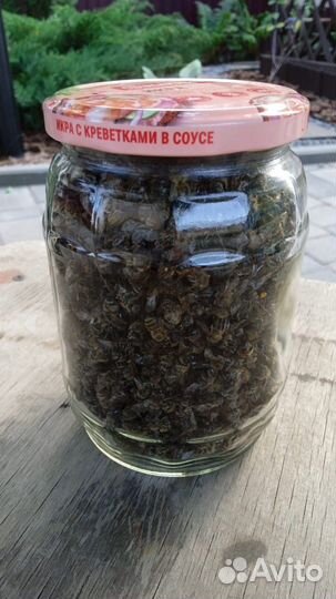 Пчелиный подмор