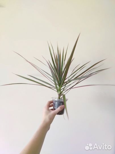 Драцена маргината вар. 