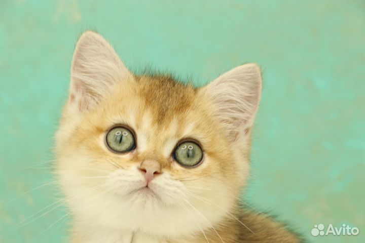 Британская кошечка золотая шиншилла ny11