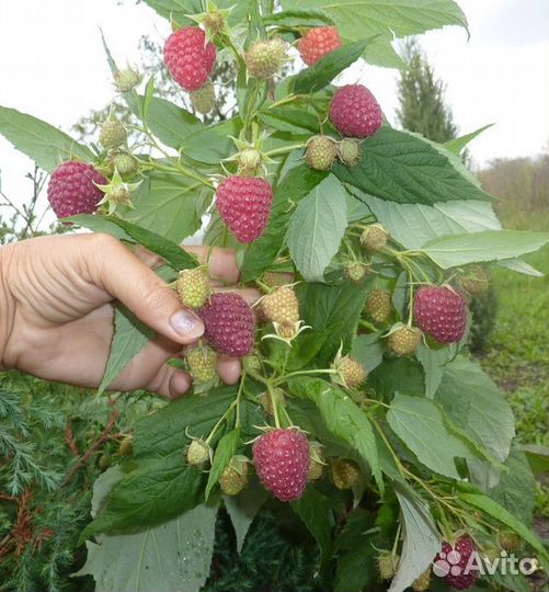 Саженцы клубники (земляники садовой), малины