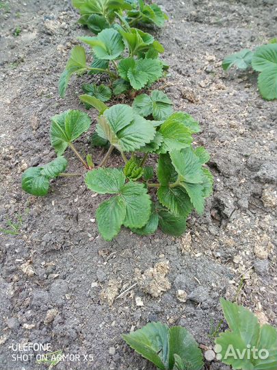 Усы клубники