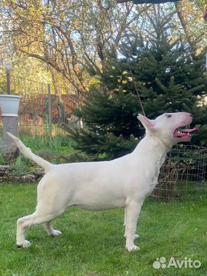 Бультерьер