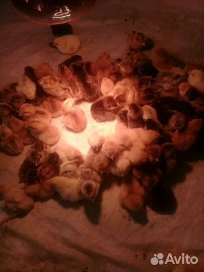 Цыплята несушки домашние. суточные