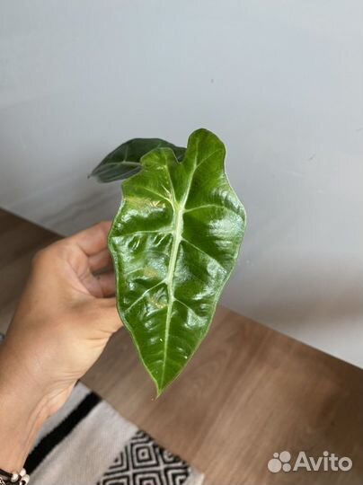 Алоказия полли