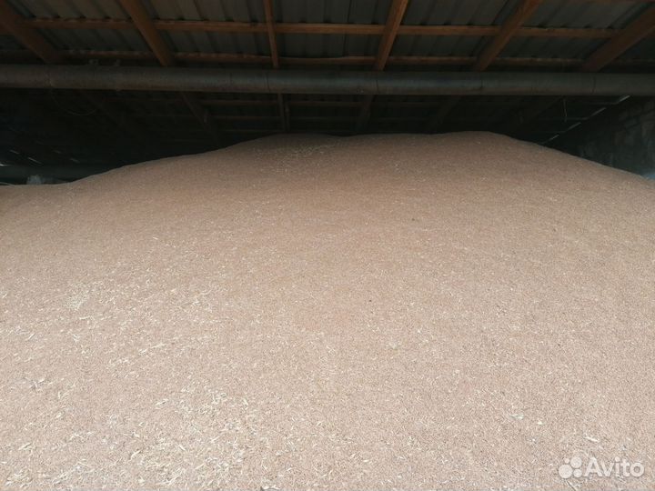 Зерно озимой пшеницы третьего класса