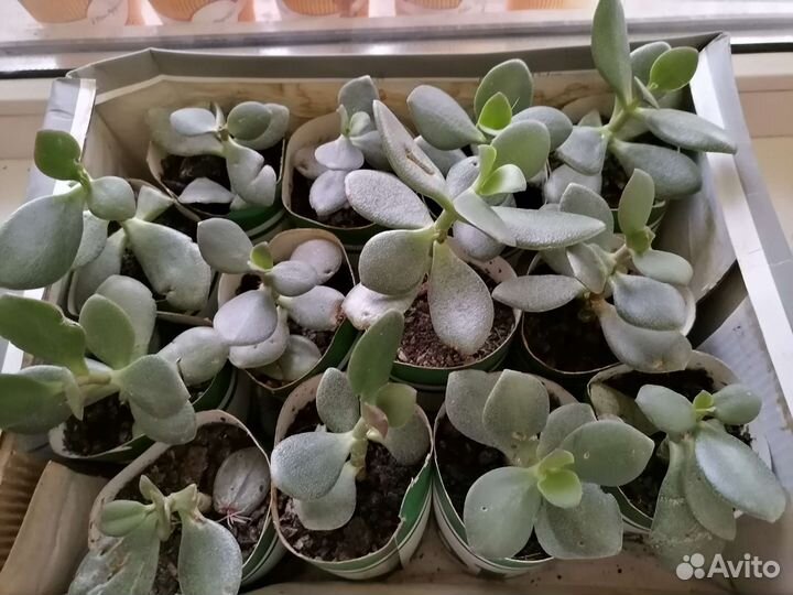 Толстянка, алоэ вера