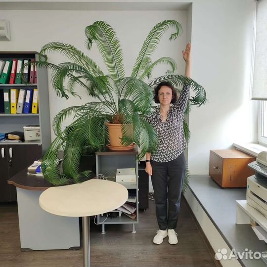 Пальма цикас