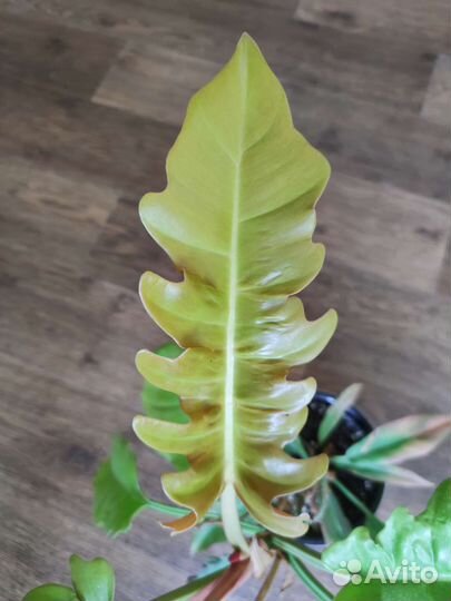 Филодендрон голден крокодил зацветает