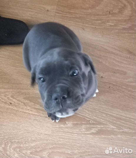 Итальянская Кане Корсо