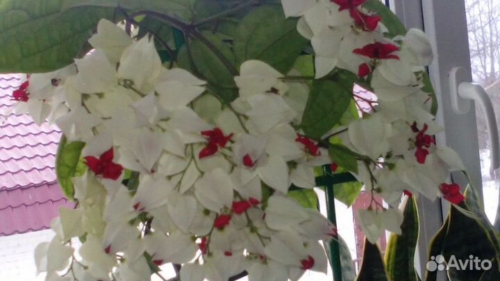 Клеродендрум Томсона