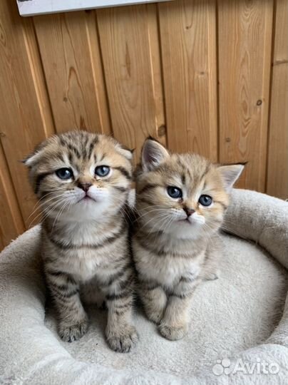 Шотландские плюшевые котята