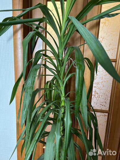 Пальма Юкка