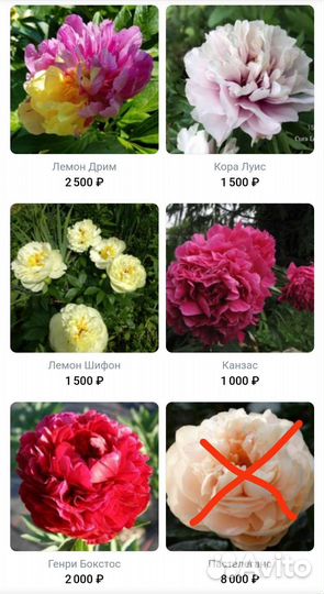 Пионы деленки